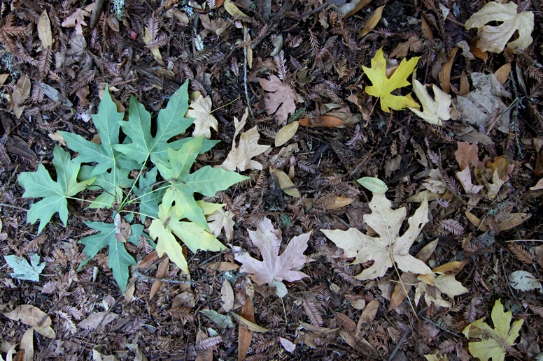 leaf litter